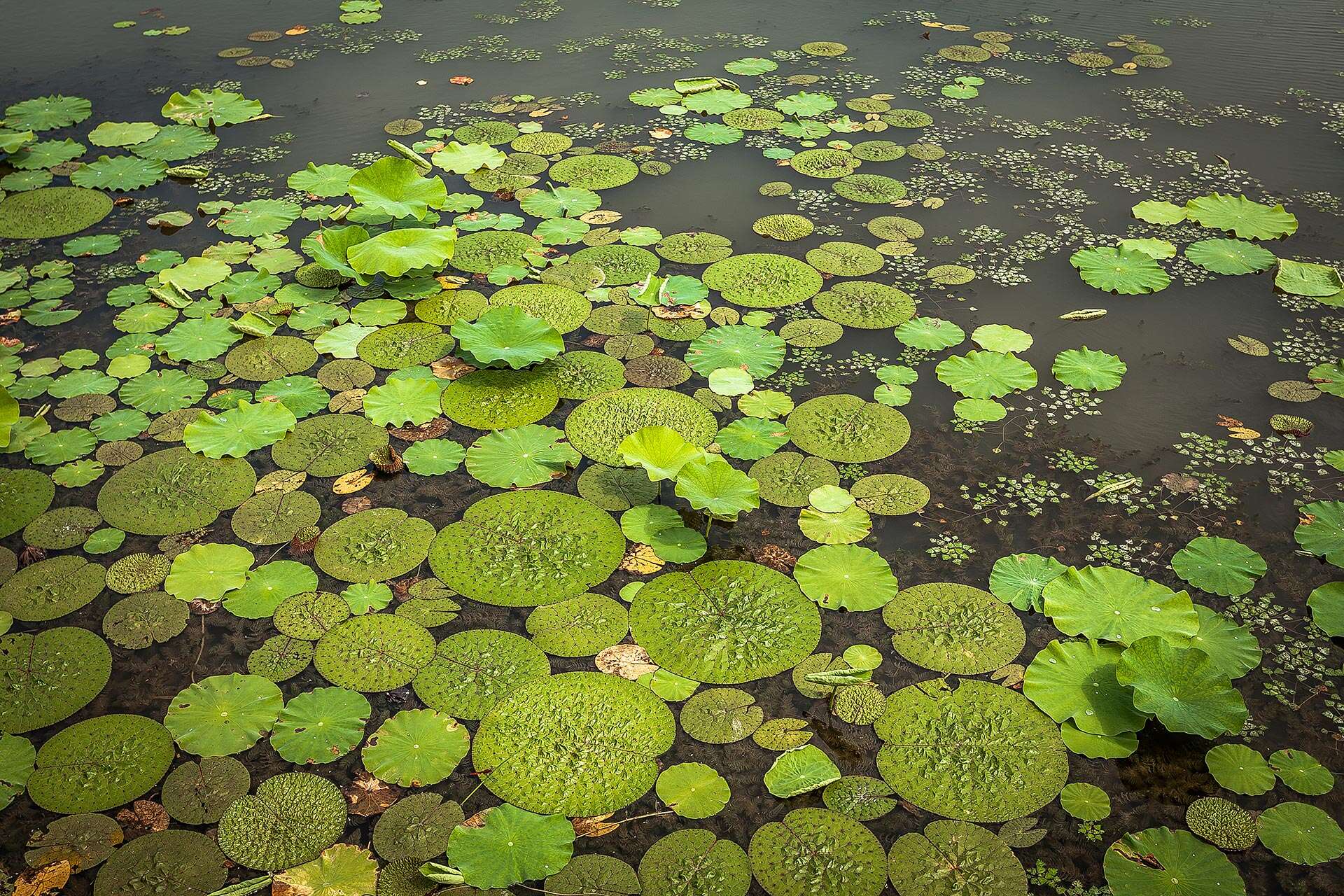 鏡浦生態湿地公園(キョンポホ・センテ・スプチゴンウォン)