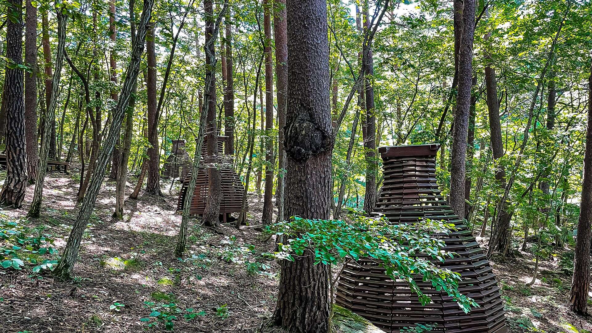 National Daegwallyeong Healing Forest