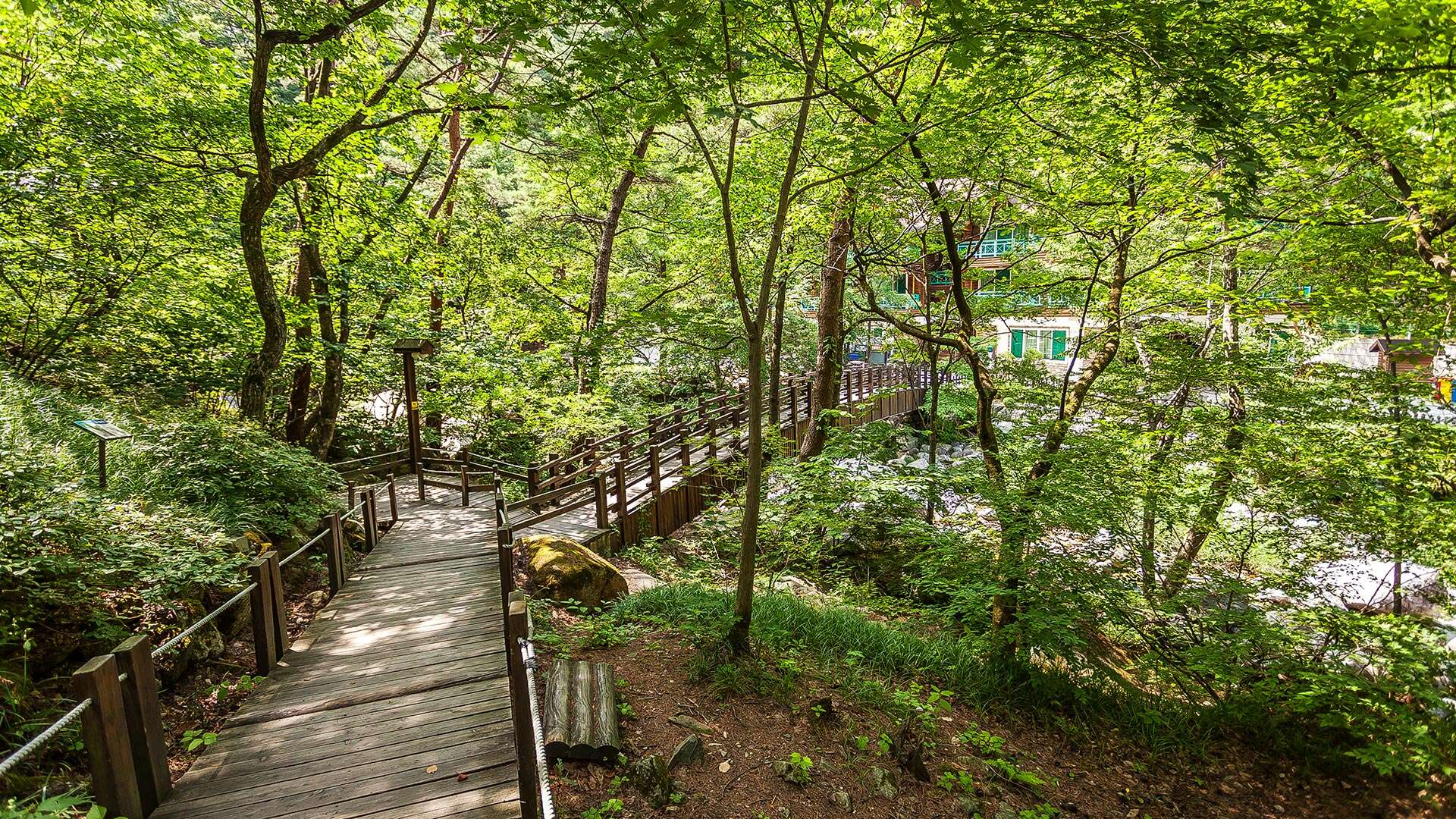 Daegwallyeong Natural Recreation Forest