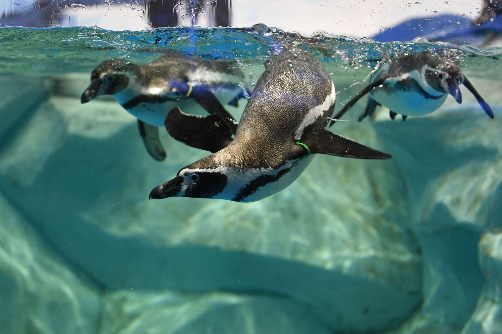 경포아쿠아리움