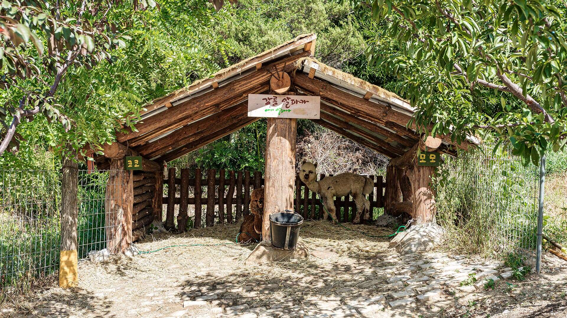 대관령아기동물농장