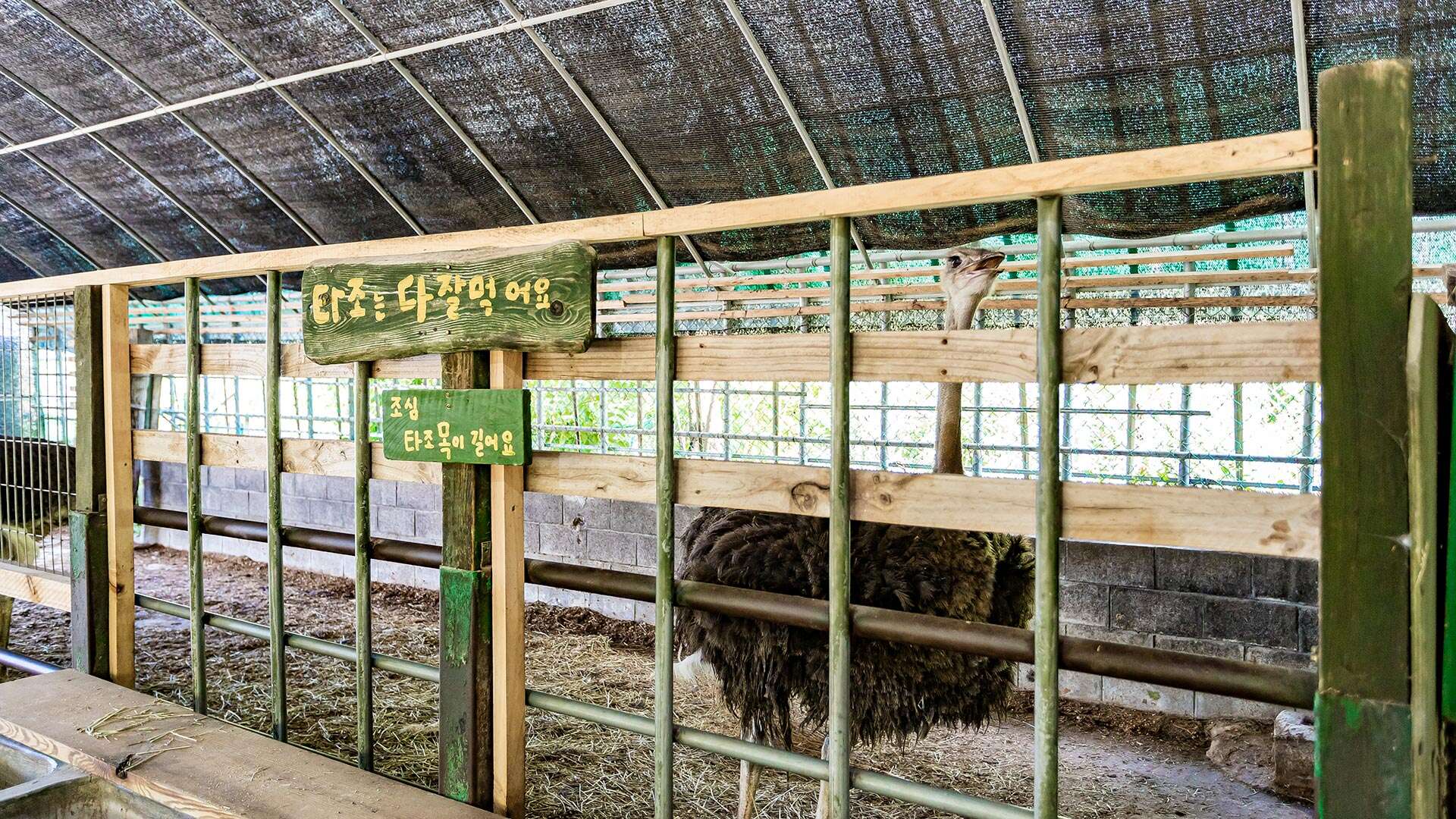 대관령아기동물농장