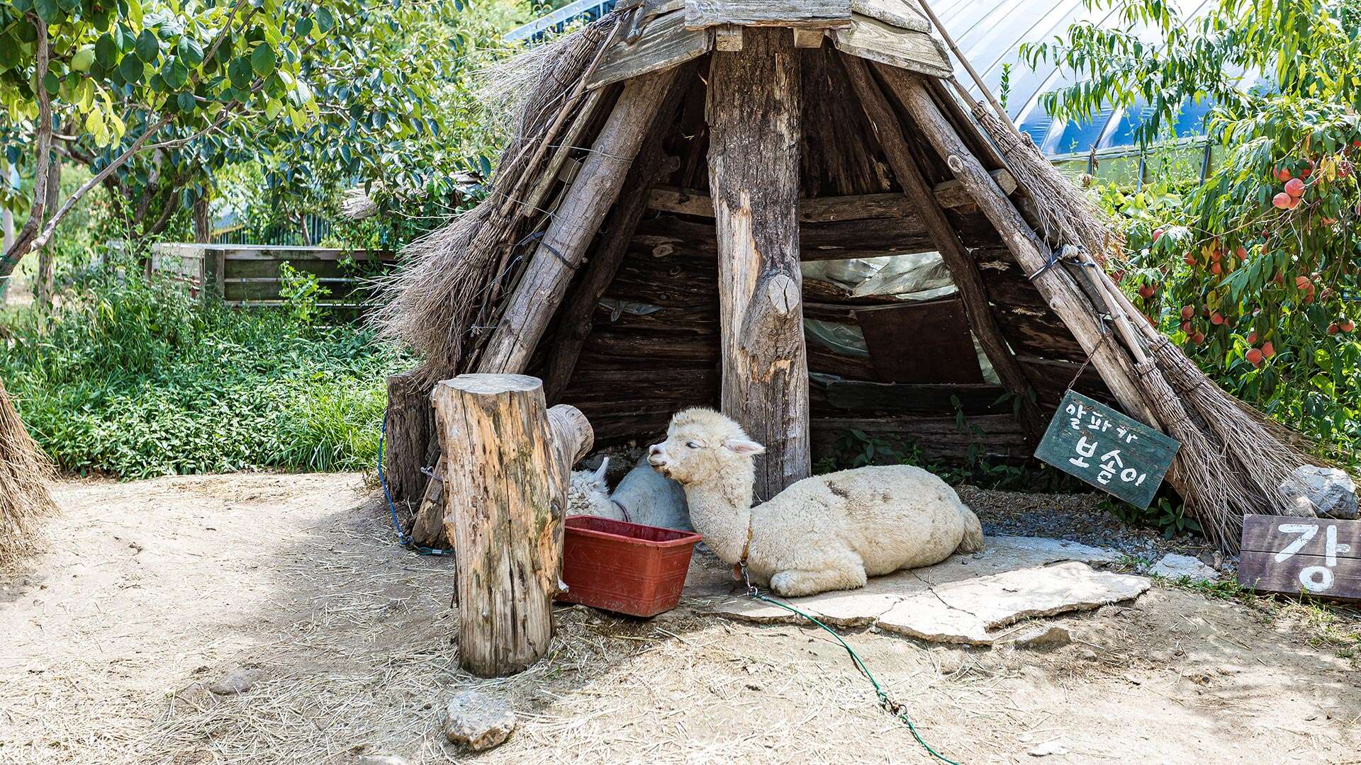 대관령아기동물농장