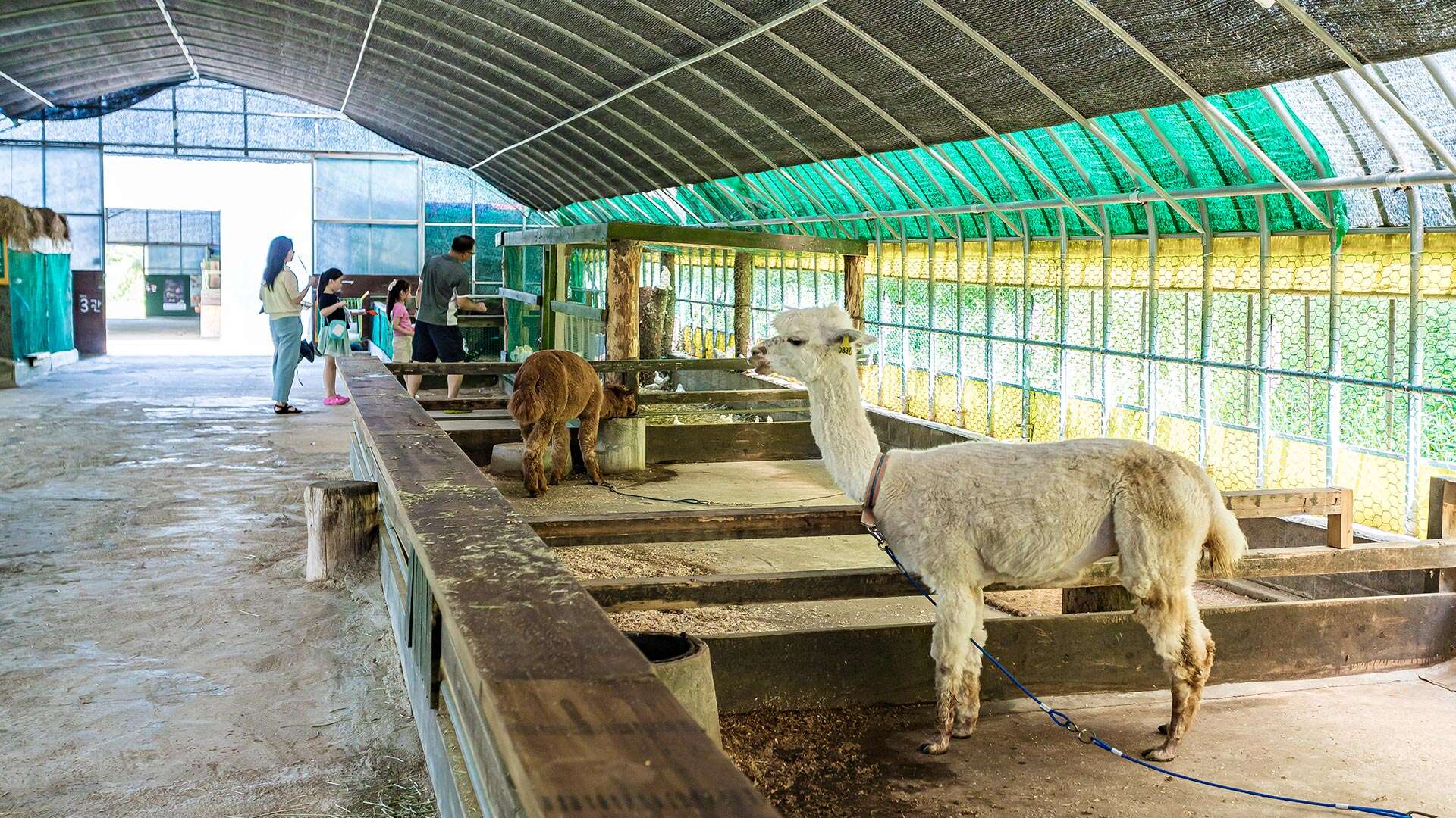 대관령아기동물농장