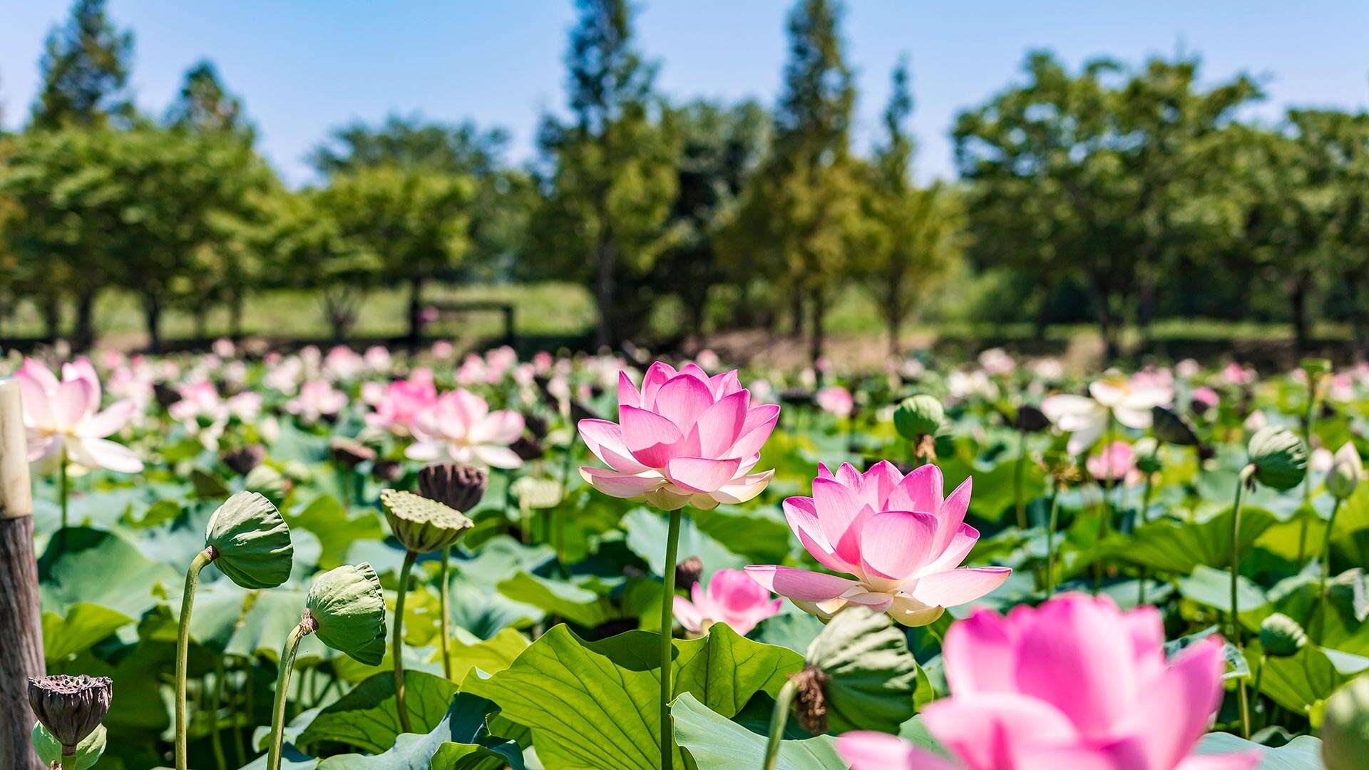 鏡浦生態湿地公園(キョンポホ・センテ・スプチゴンウォン)