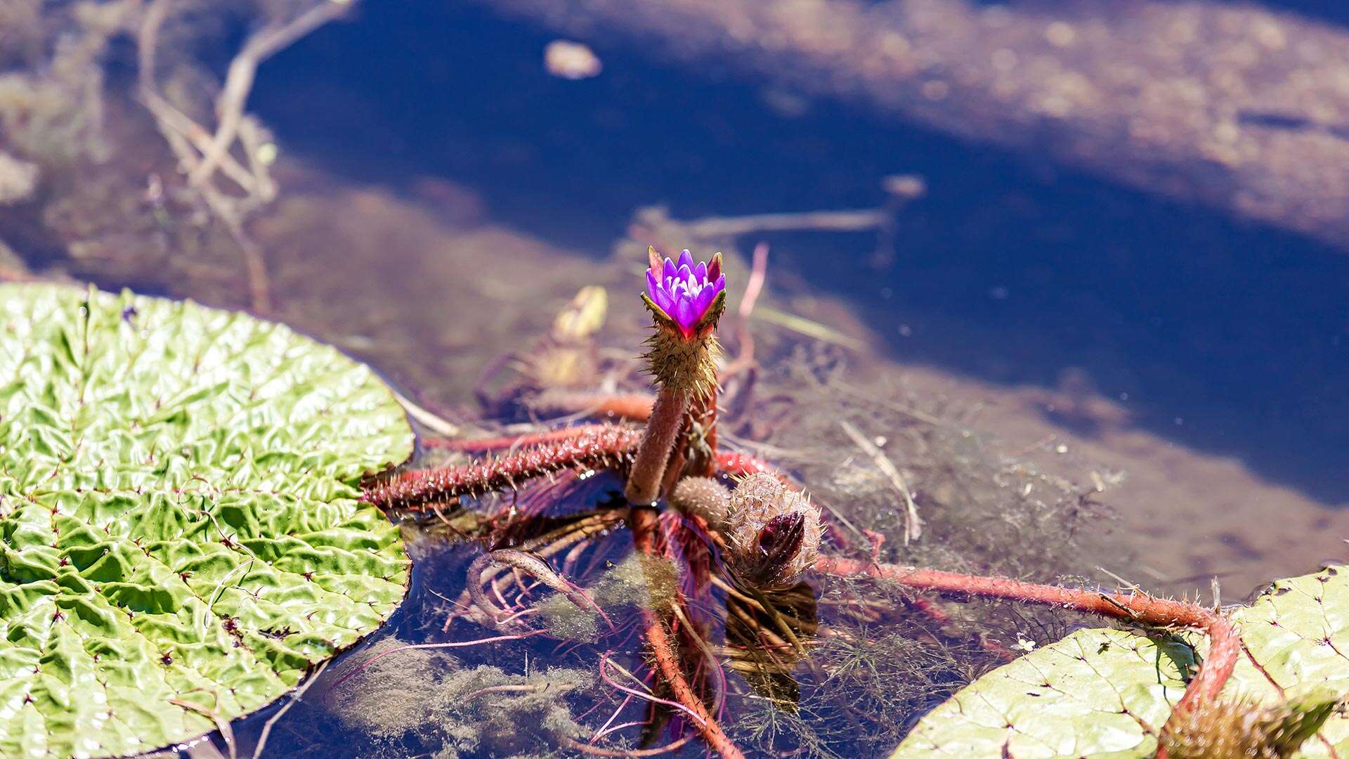 鏡浦生態湿地公園(キョンポホ・センテ・スプチゴンウォン)