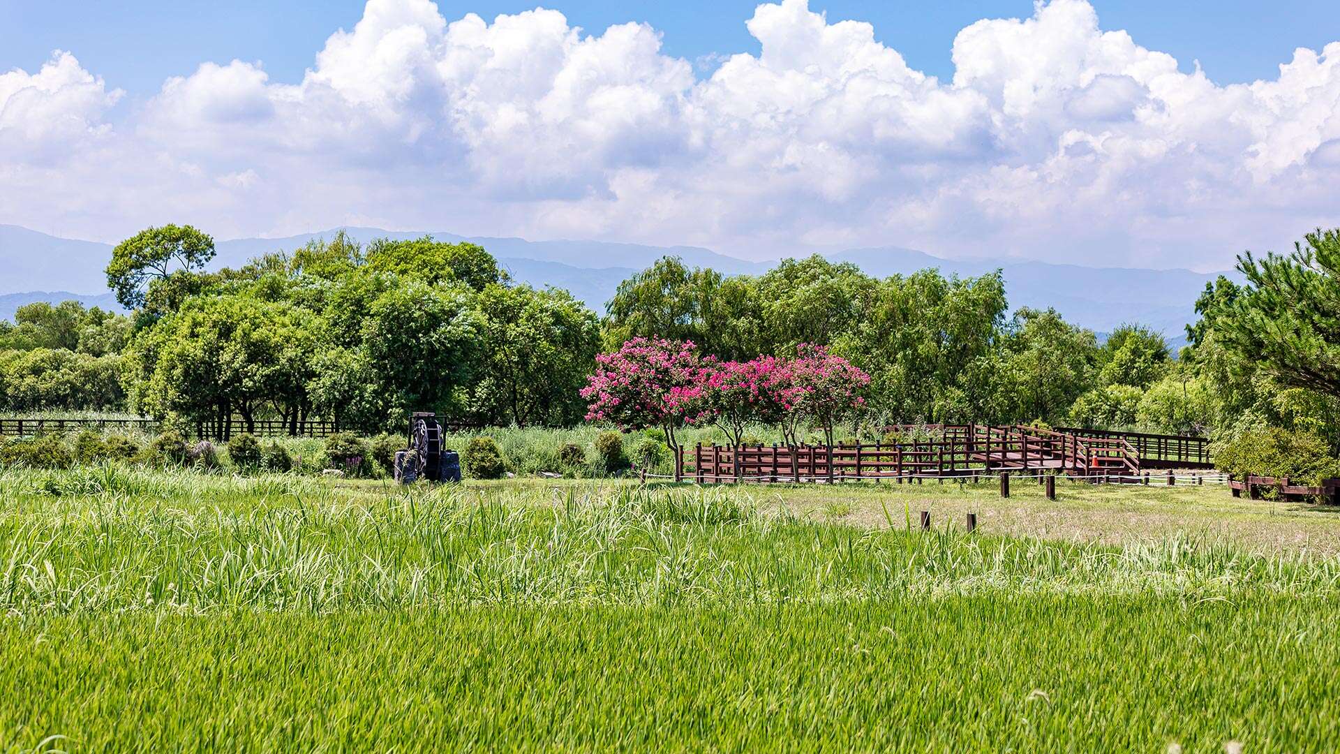 鏡浦生態湿地公園(キョンポホ・センテ・スプチゴンウォン)