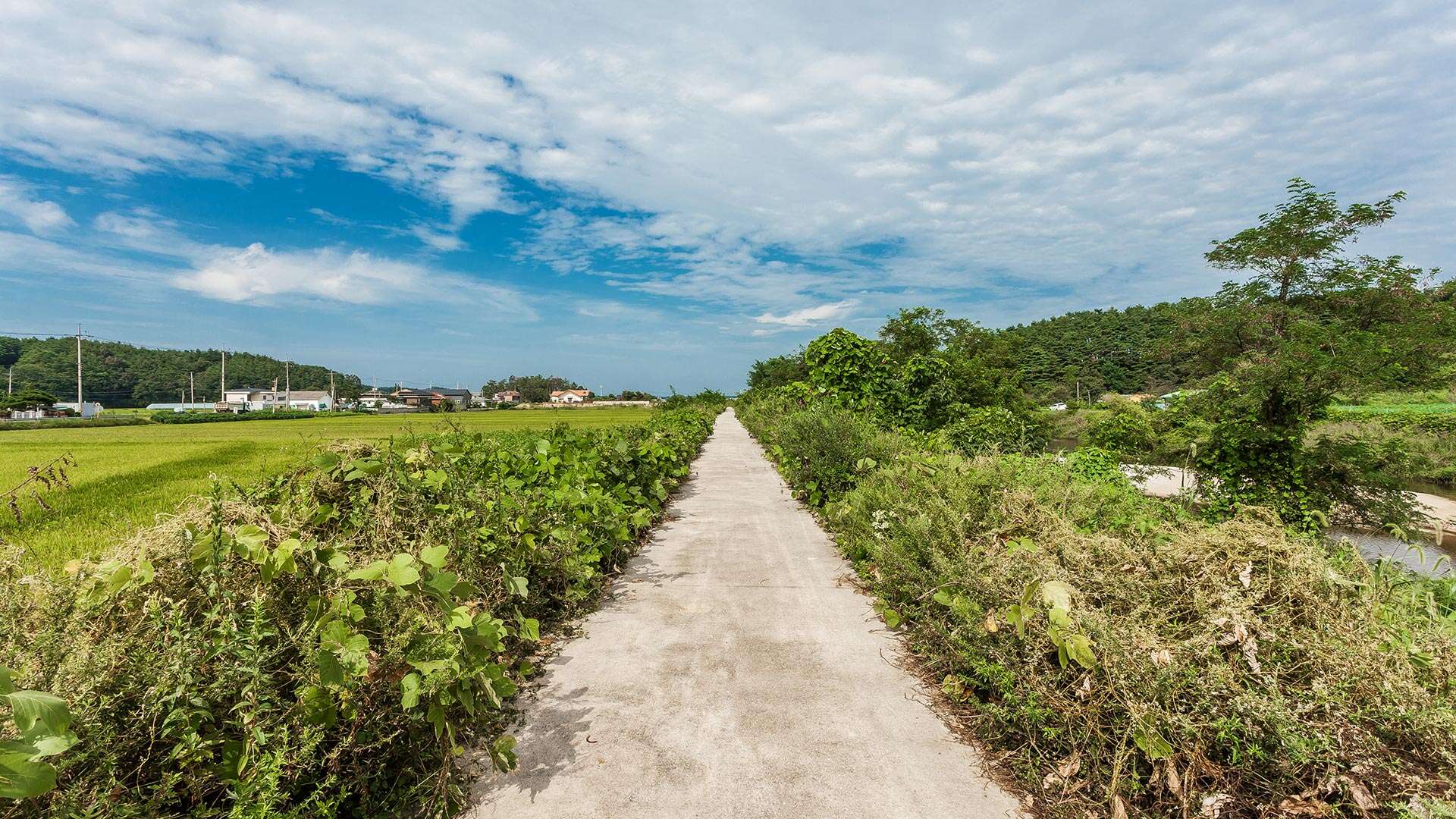 江陵Bau-gil（海松徑）4號路線
