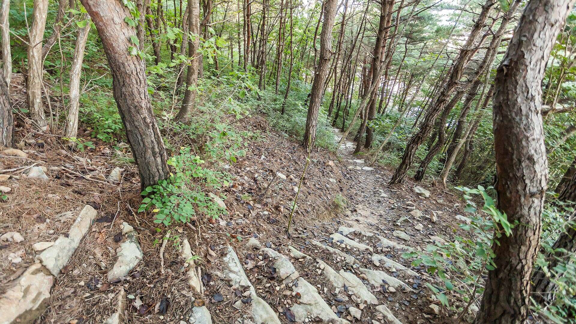 江陵Bau-gil（海松徑）8號路線
