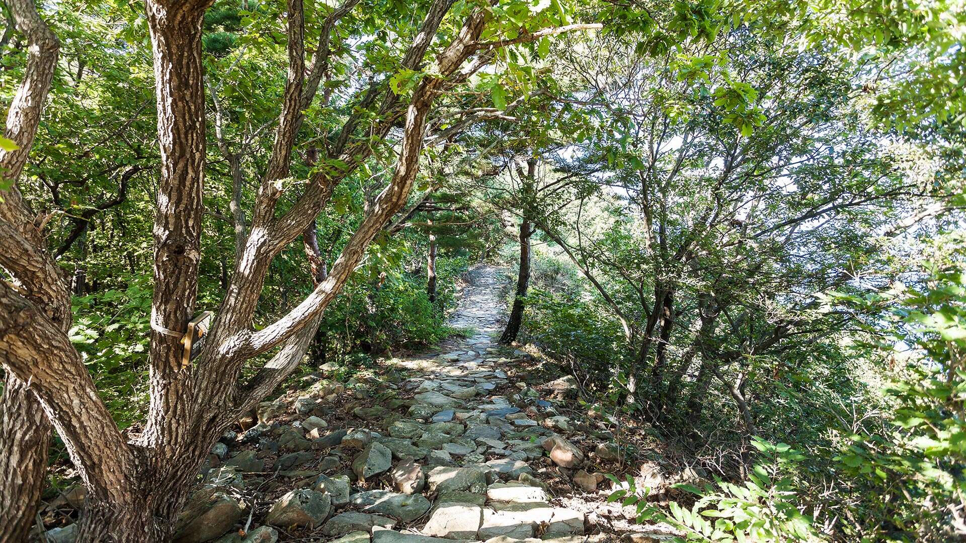 江陵Bau-gil（海松徑）8號路線