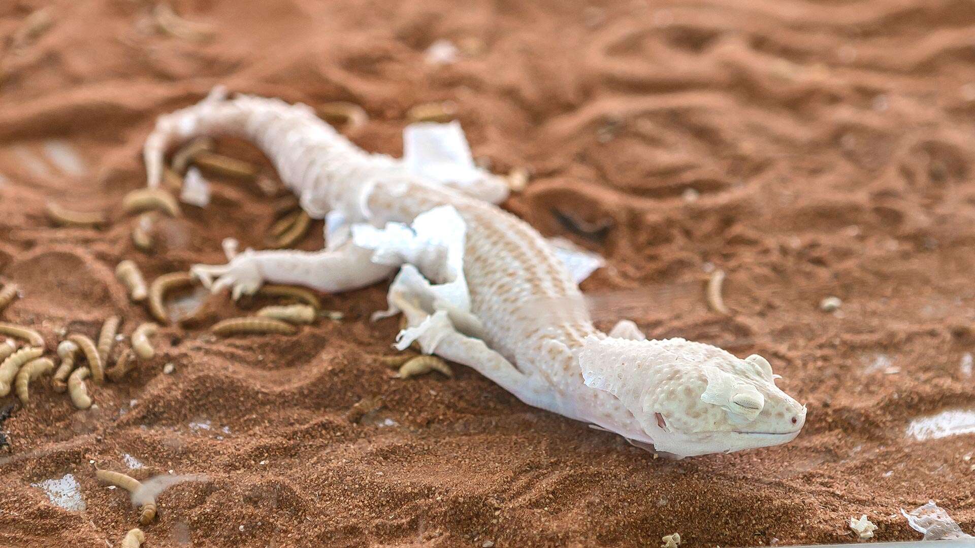 강릉쌍둥이동물농장