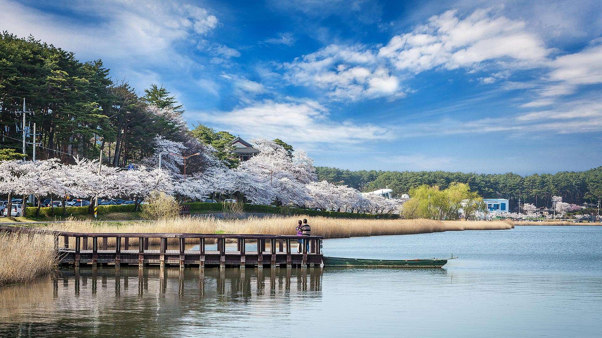 鏡浦桜祭り