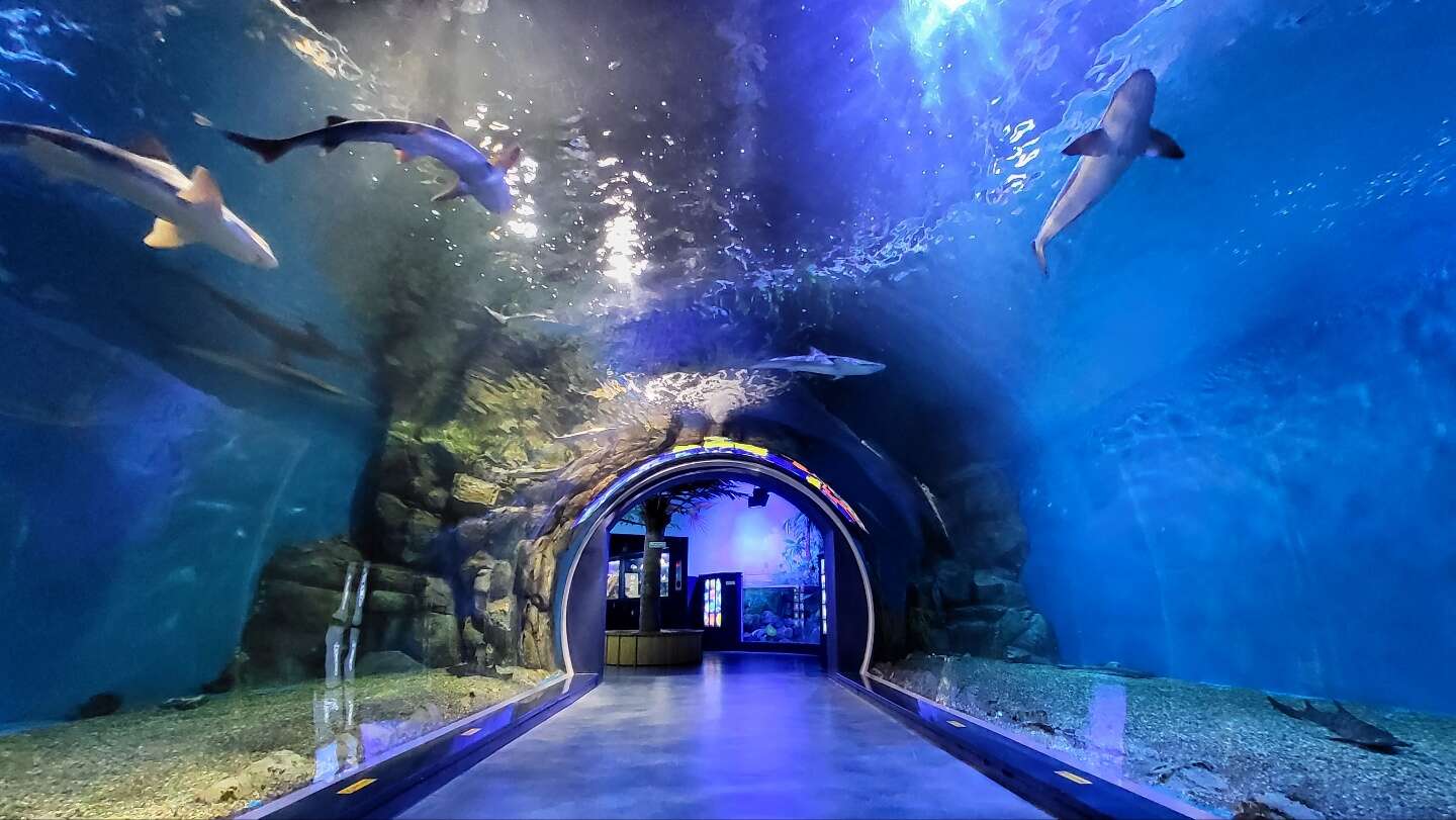 경포아쿠아리움