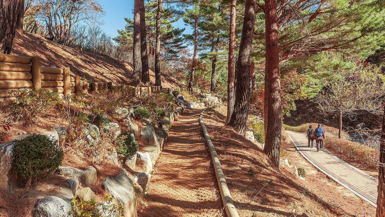 江陵松香树木园秋叶步道02