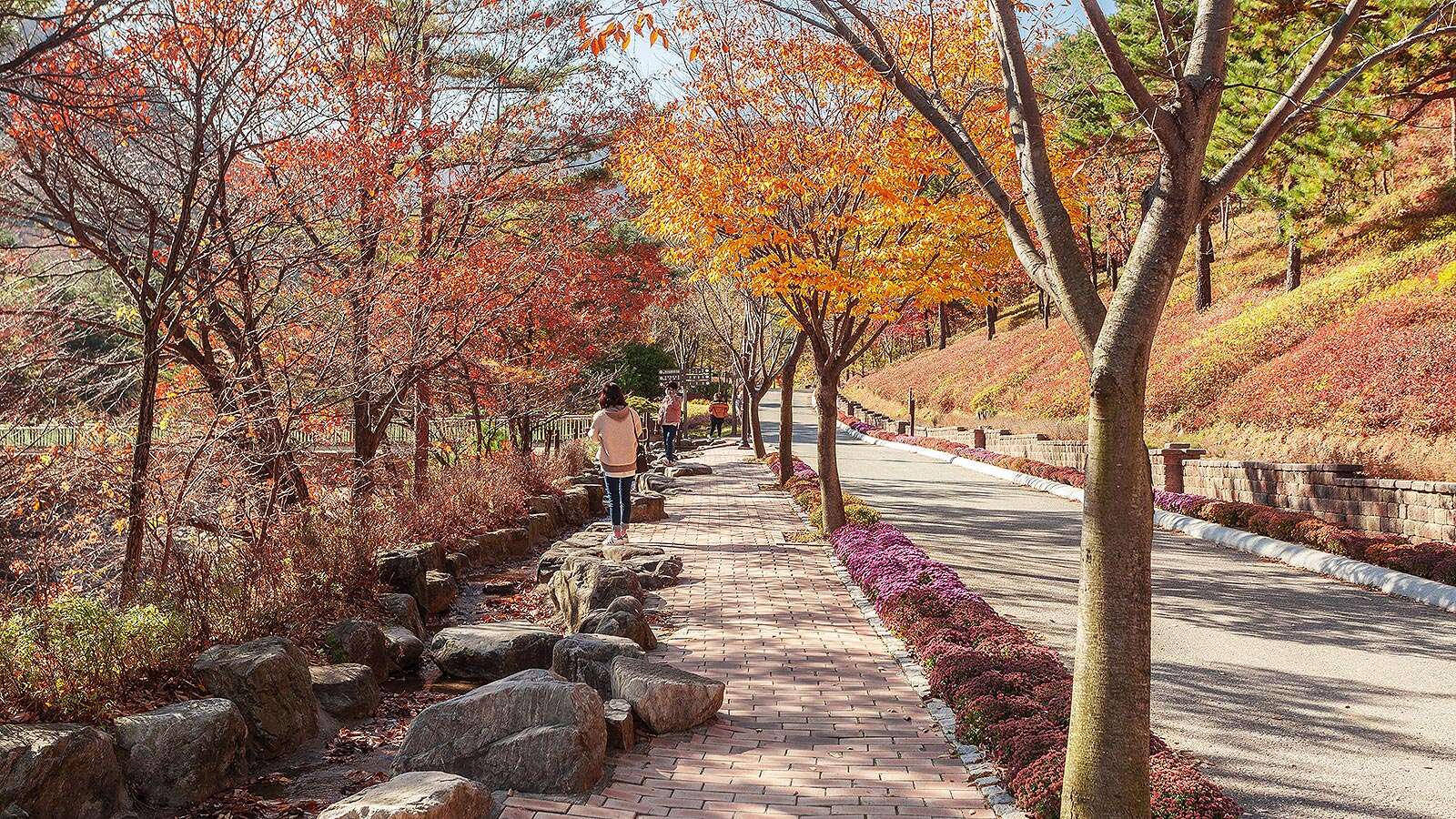 江陵松香树木园红叶步道01