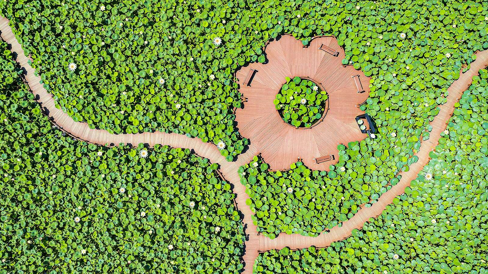 空から見た鏡浦加時淵の蓮の花湿地