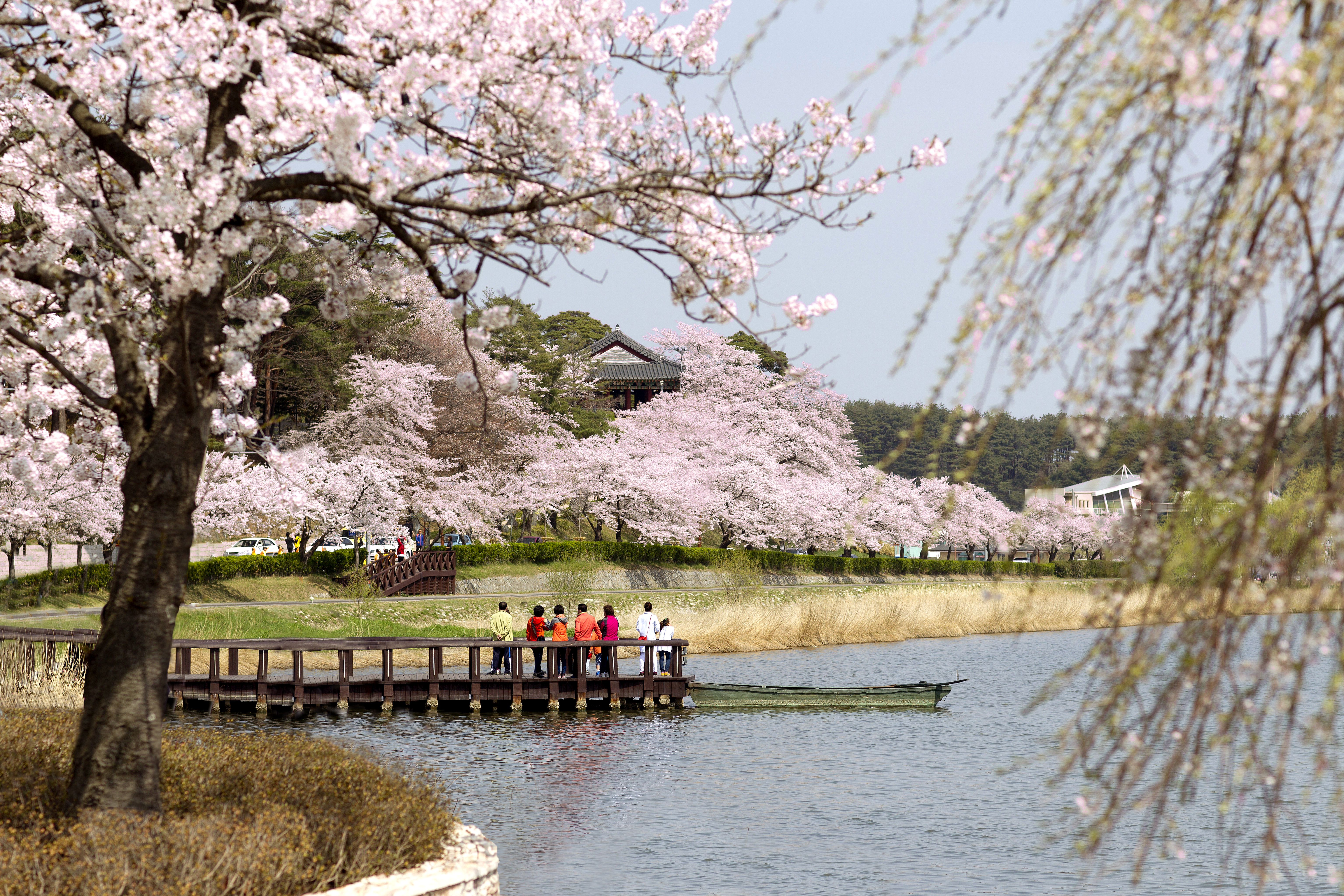 1.강릉경포 벚꽃.jpg