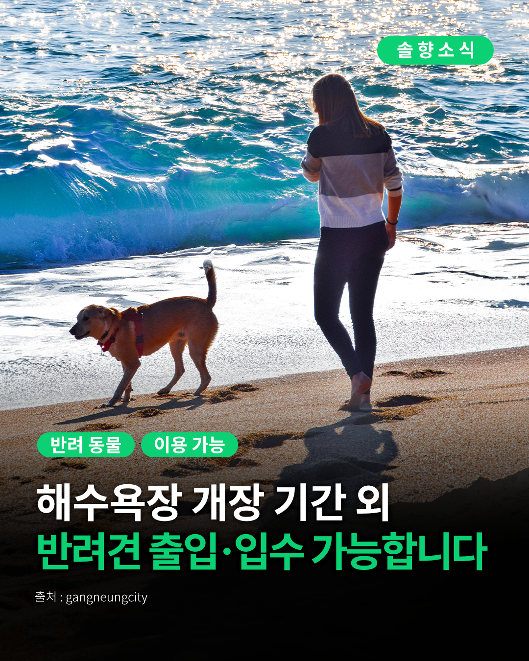 강릉시 반려동물 해수욕장 이용안내1.png